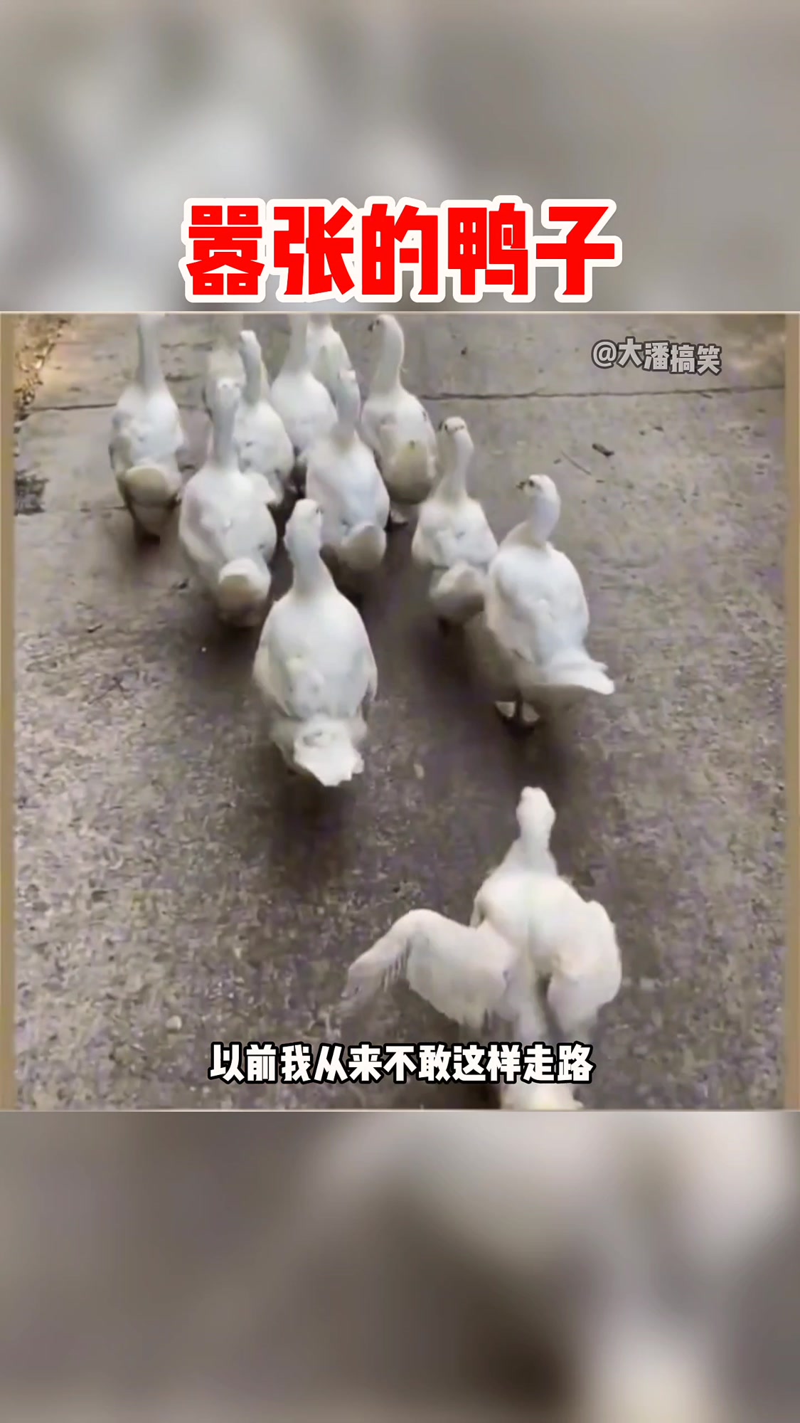 嚣张的鸭子，走路很带派