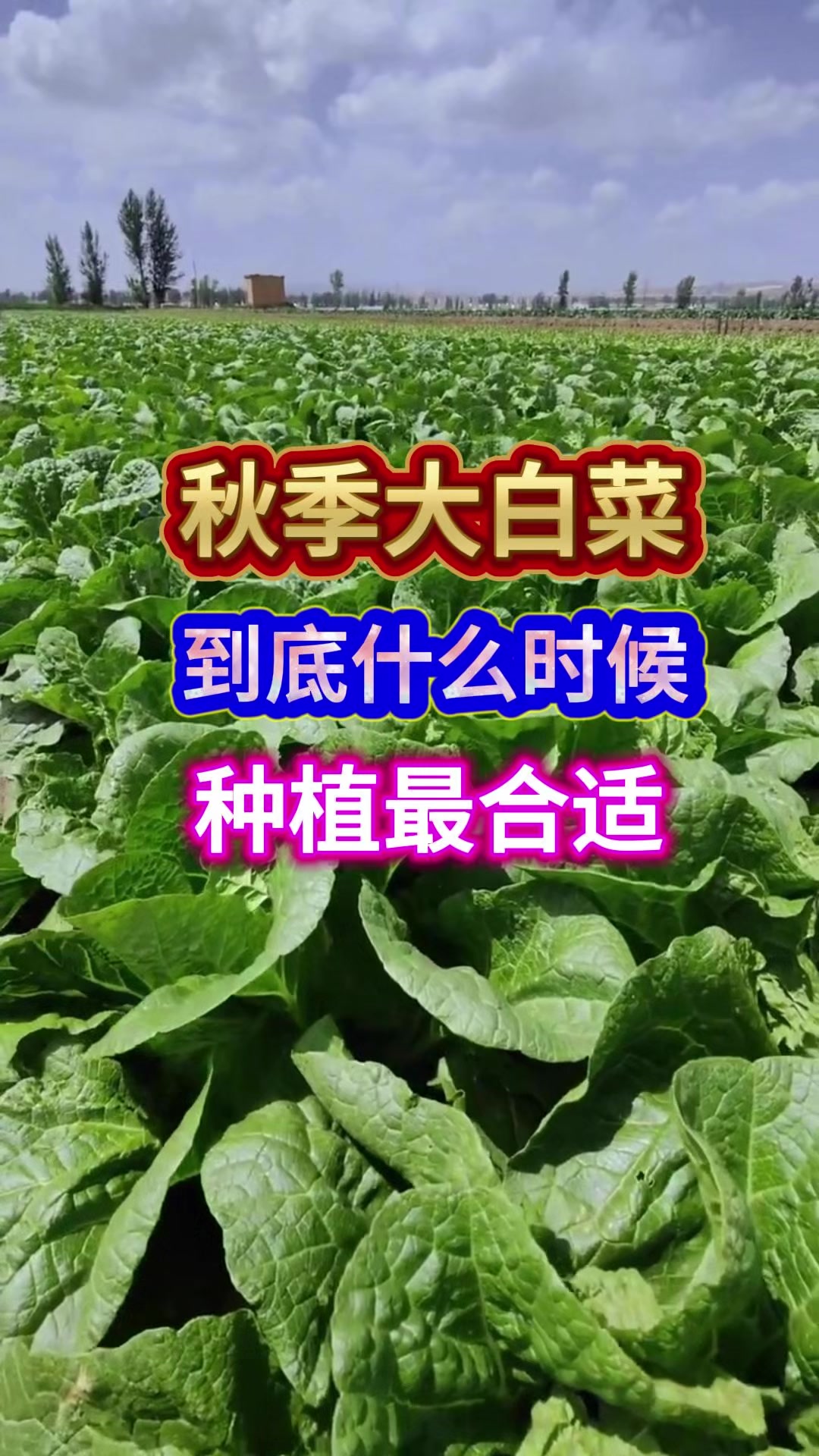 秋季大白菜到底什么时候种植最合适
