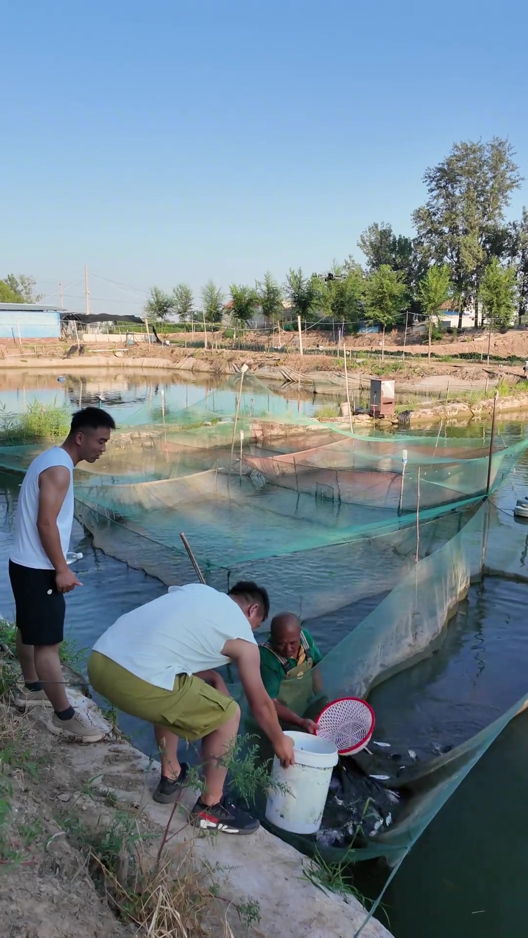 成武鱼苗繁殖基地张楼镇张桥村