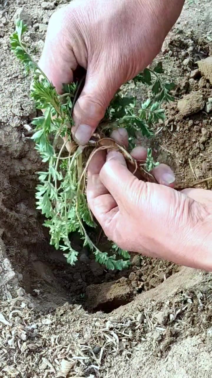 朝天委陵菜春秋季都可以采挖，鲜嫩营养，也是饥荒年代的救命菜