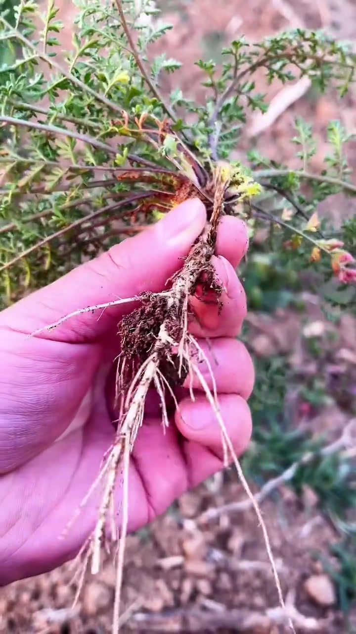 麦蒿，麦蒿学名播娘蒿，又名咪咪蒿，很多人采回家当野菜吃，你吃过吗？