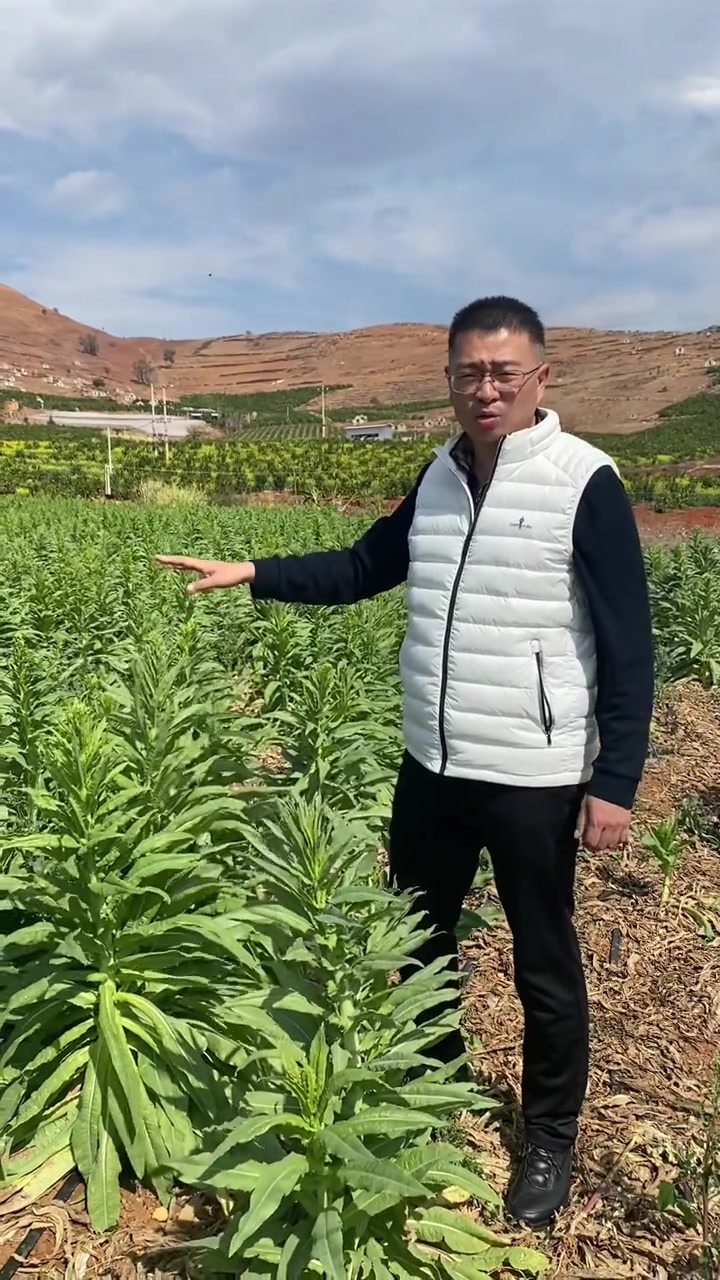 探寻贡菜食材原产地，云南大理宾川贡菜