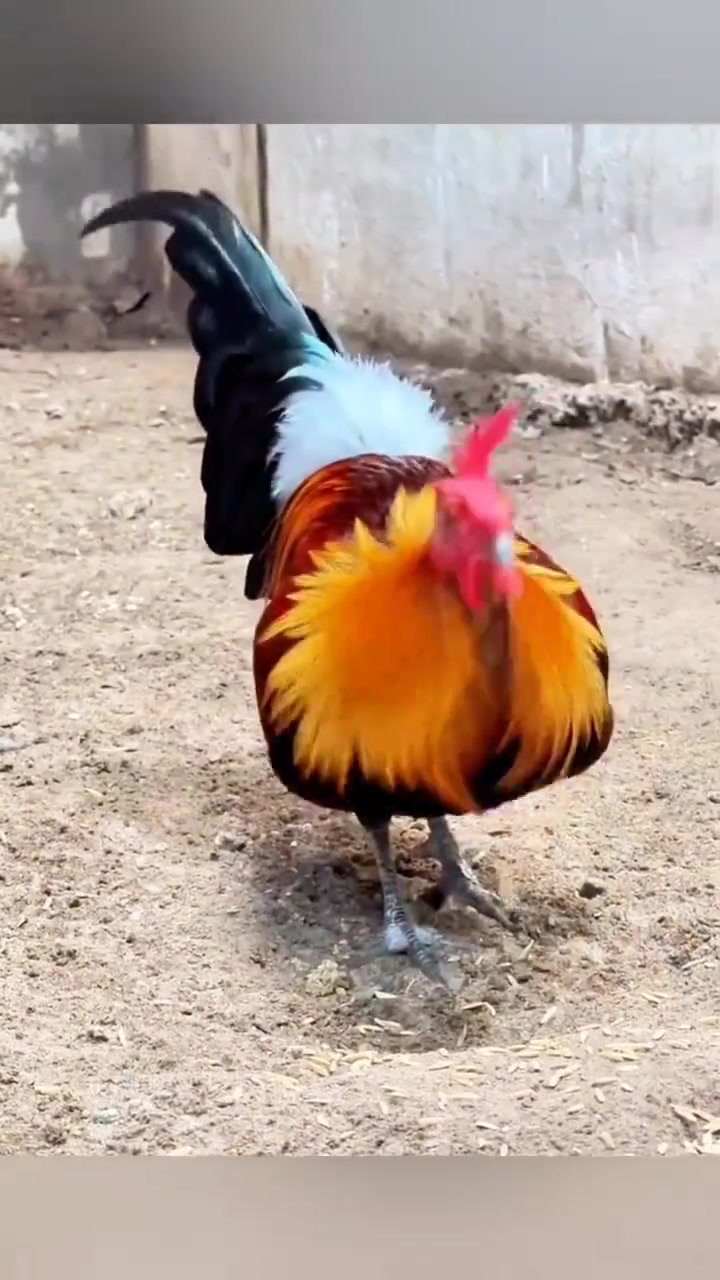 珍稀可爱的红原鸡！