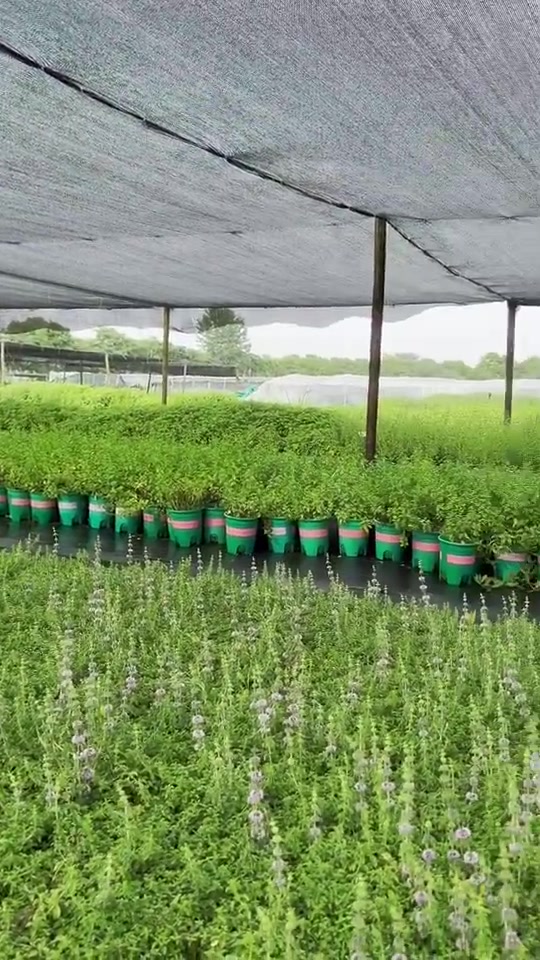 夏日香草苗圃 夏日香草苗圃,高温来临,遮阴网和自然喷灌确保各种香草、香料、药食植物、观赏蔬