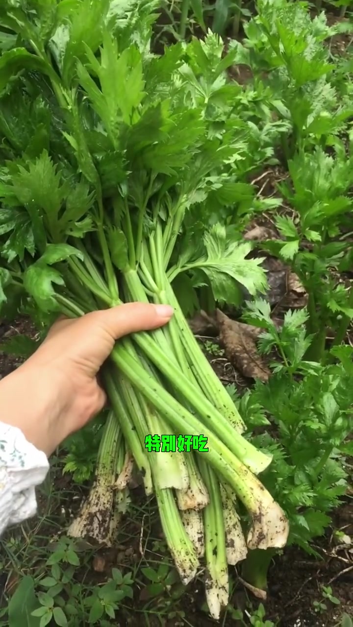 这些蔬菜生长在阴凉处长得更好