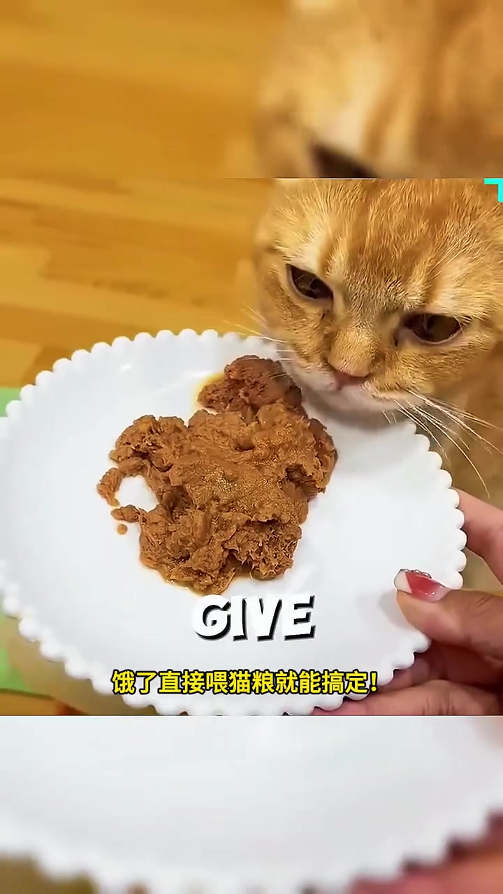 全球最贵萌鸭来袭!会撒娇、吃猫粮,寿命长达10年,你心动了吗?