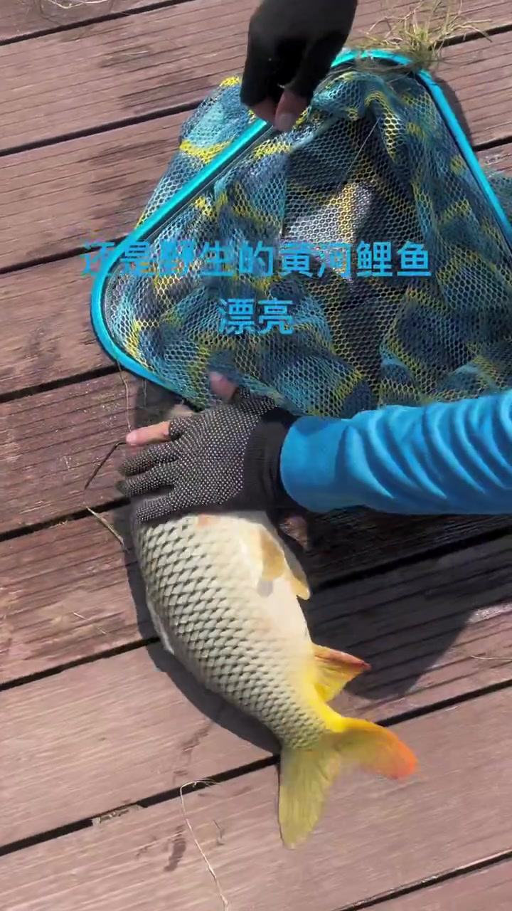 你们瞅一下这样的黄河大鲤鱼漂不漂亮