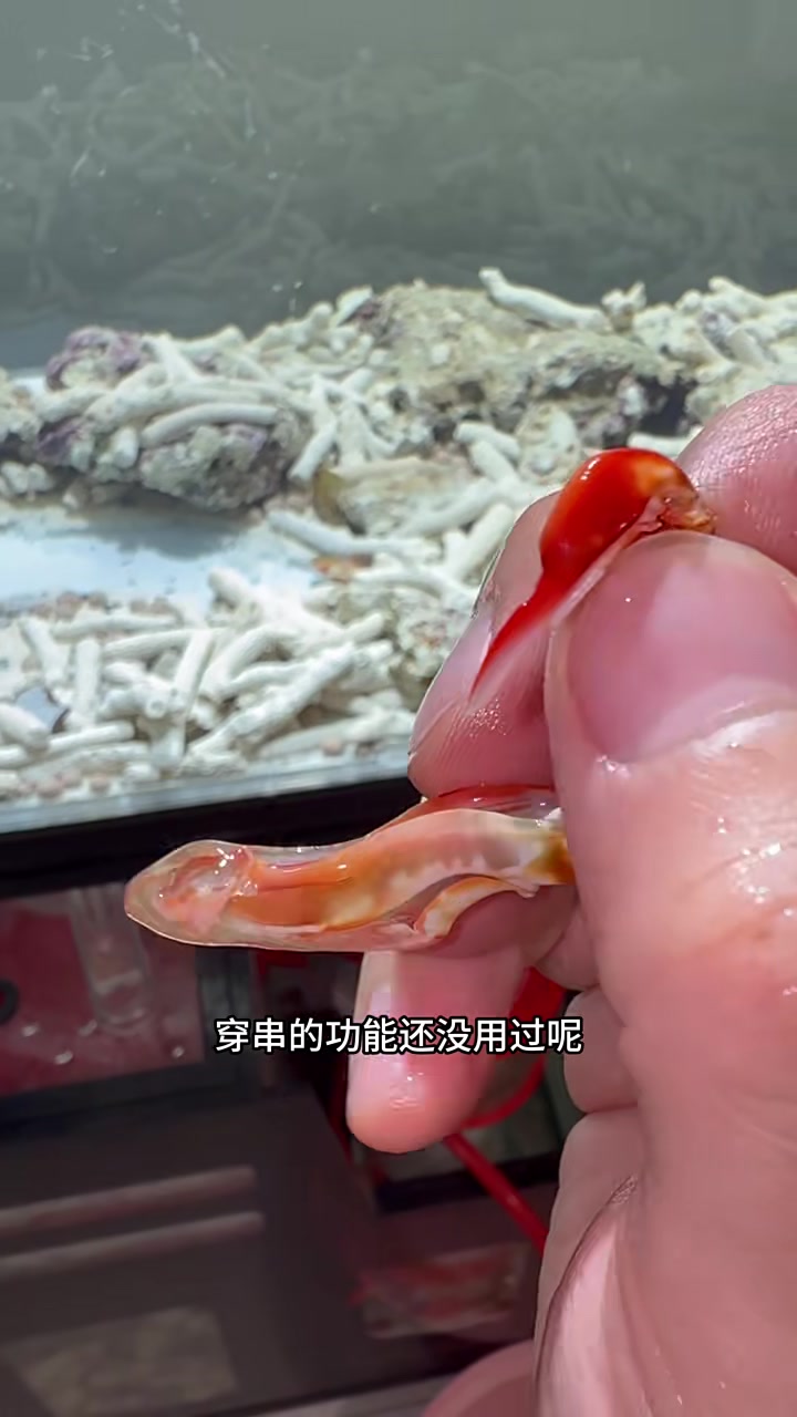 母螳螂虾蜕壳了