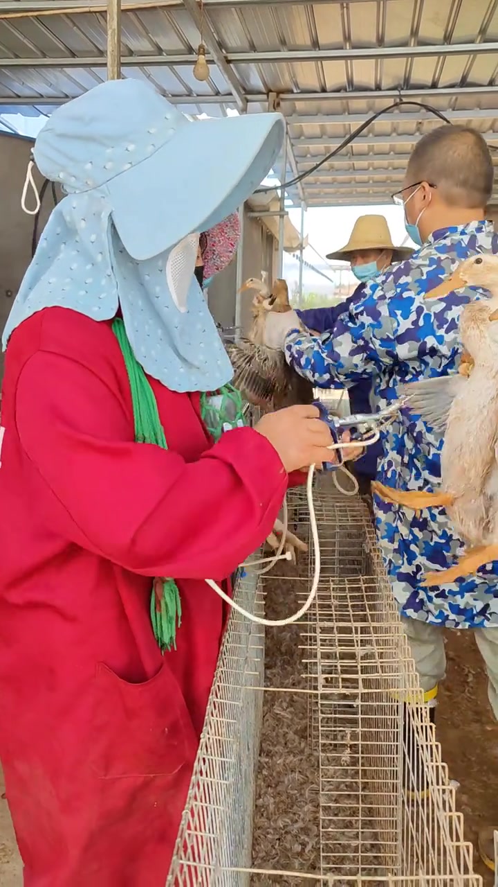 早安，产蛋前鸭子疫苗主要在颈部皮下和肌肉部位。颈部皮下注射在鸭子颈部背侧下，1/3,处注入