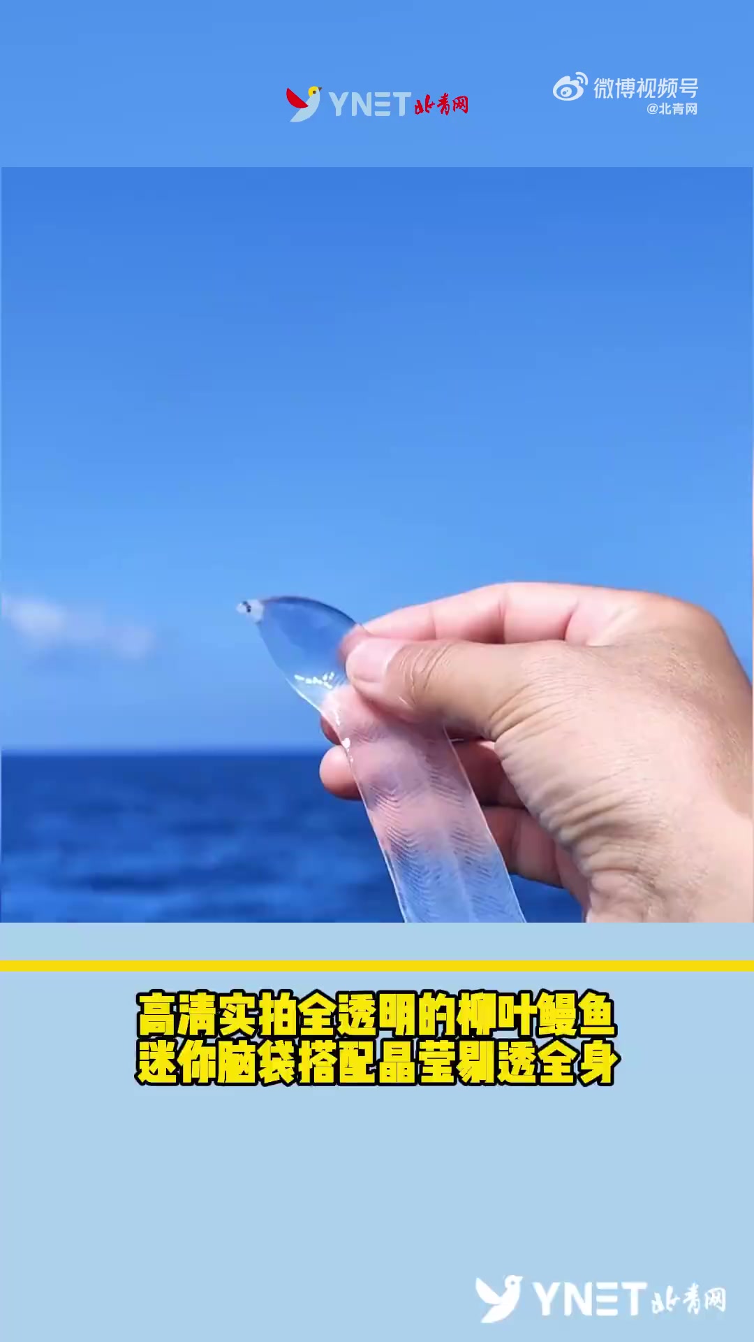 高清实拍全透明的柳叶鳗鱼，迷你脑袋搭配晶莹剔透全身