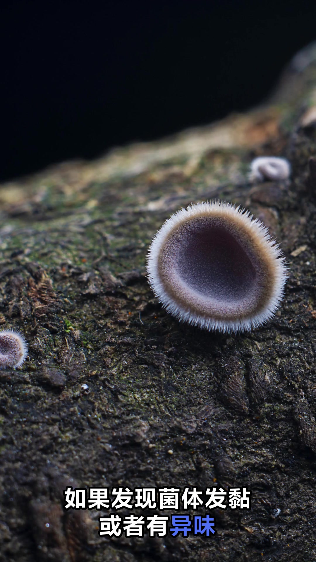 鸡枞菌不能和什么一起吃
