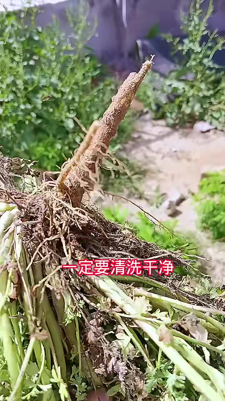 野香菜，学名萎菱菜