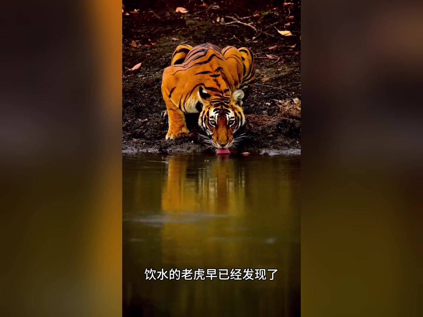 这是百兽之王老虎与水中霸主鳄鱼的精彩较量