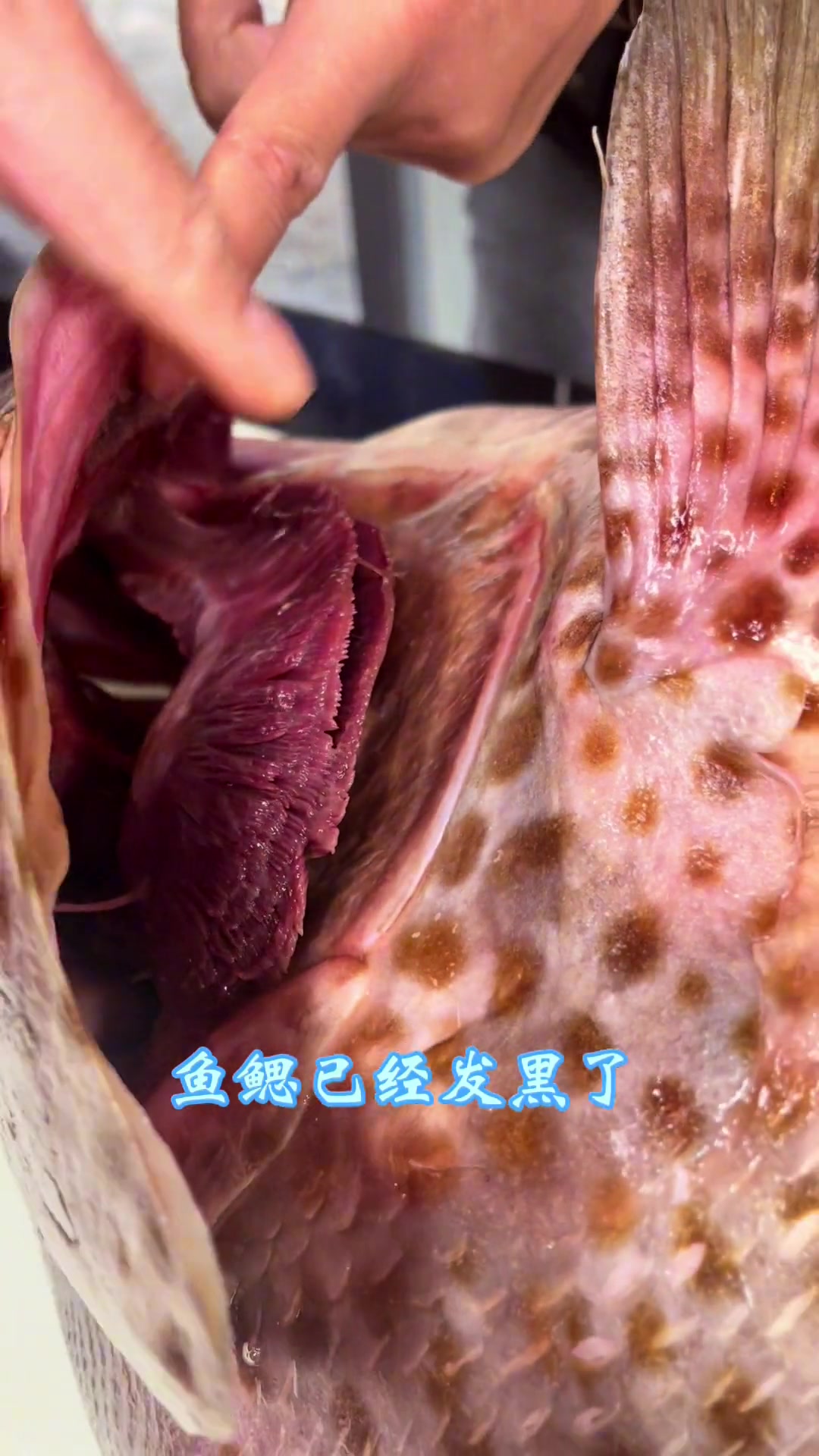 教你如何挑选新鲜石斑鱼