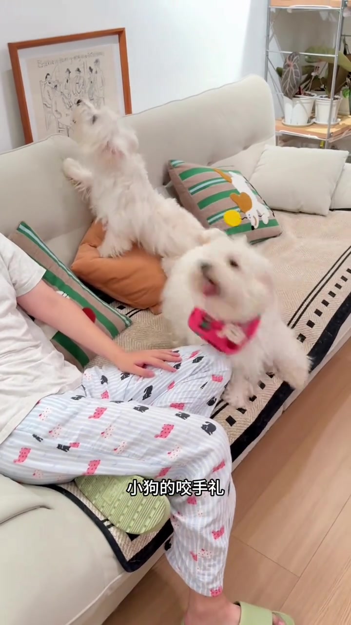 又带小狗去过生日喽
