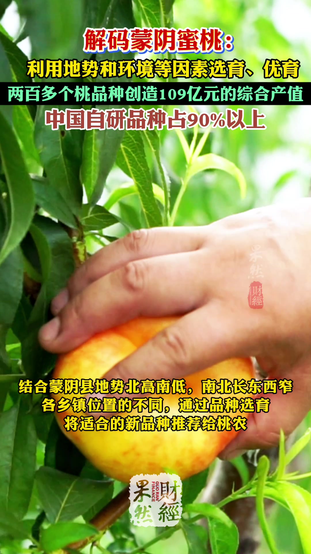 果然财经|国内自研桃子品种占90%以上,蒙阴县蜜桃产值超百亿