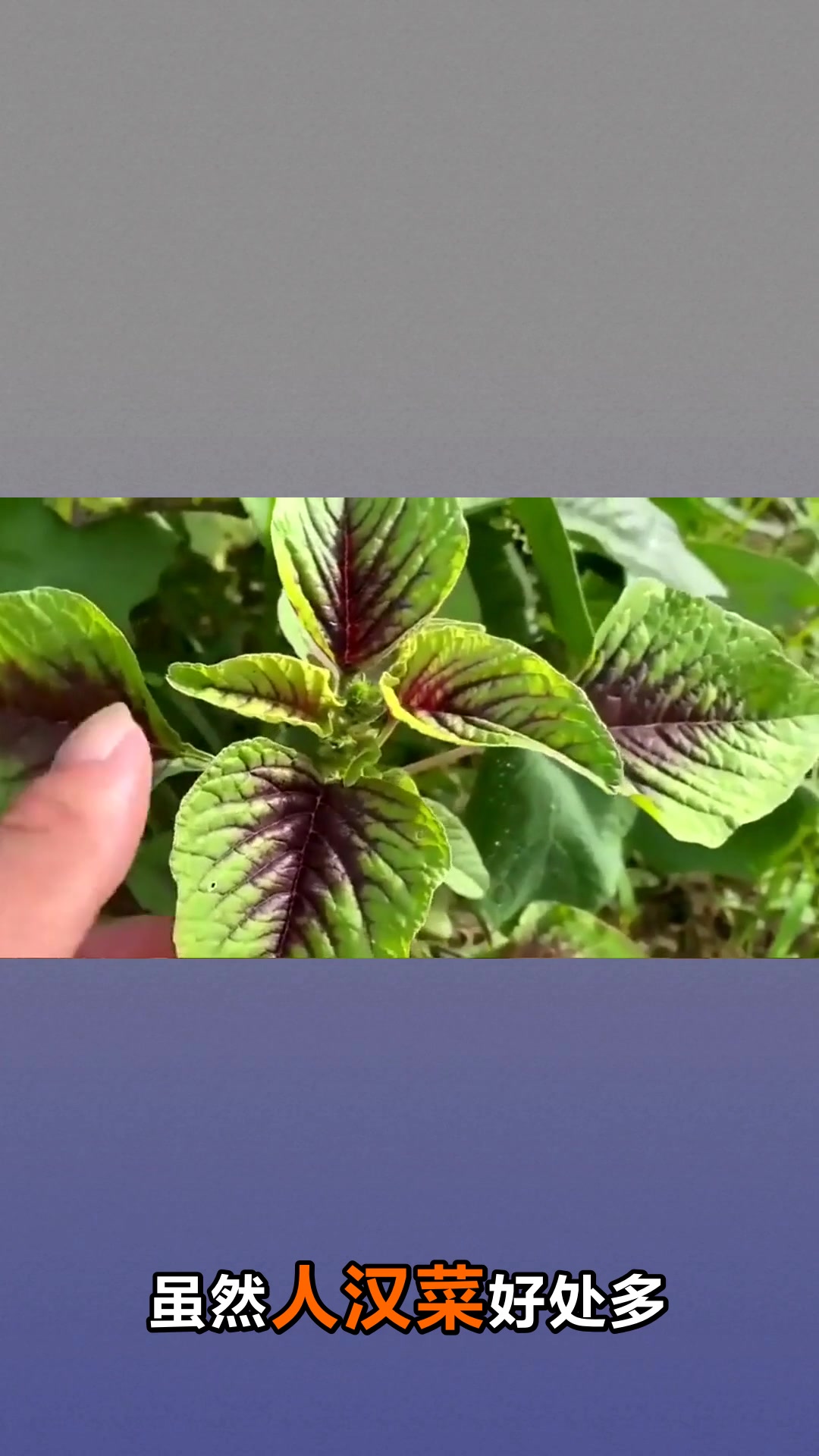 人汉菜的功效与作用你知道吗