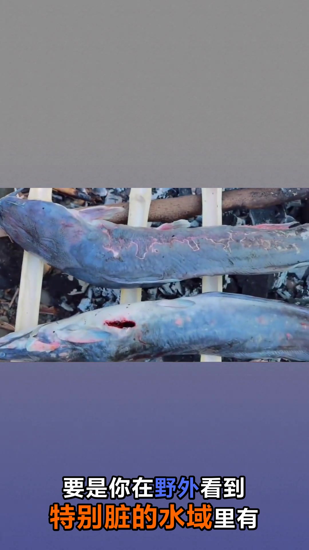 鲶鱼到底能不能吃真相来了