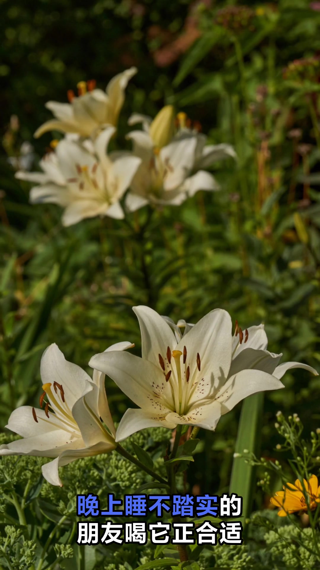 绿豆百合汤的神奇功效你知道吗