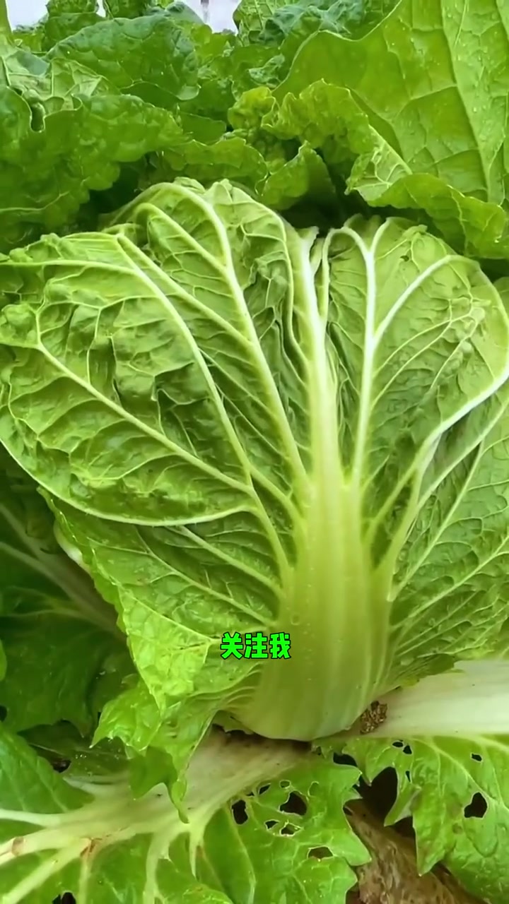 花椒粒这样用白菜整季不招虫子不烂根