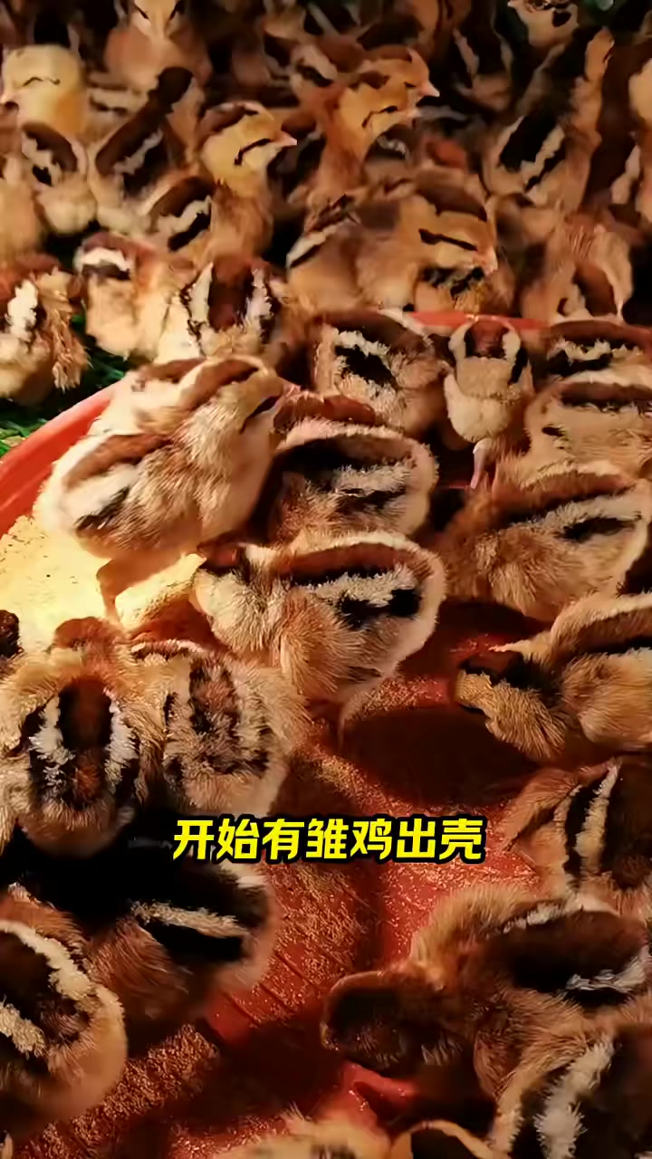 雏鸡孵化的照蛋与出雏期注意事项