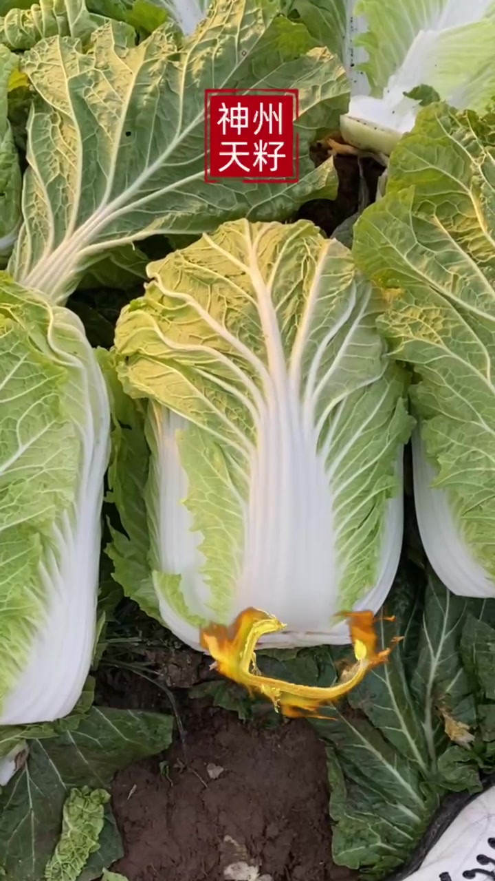 抗根肿病基地精品大白菜种子，好吃又好卖