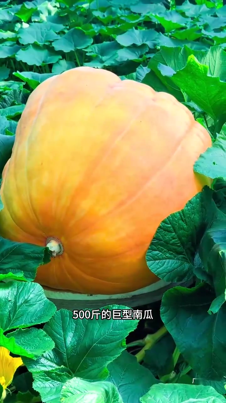 寿光菜博会开幕啦，几十块钱超合适，现场拍照打卡太出片了