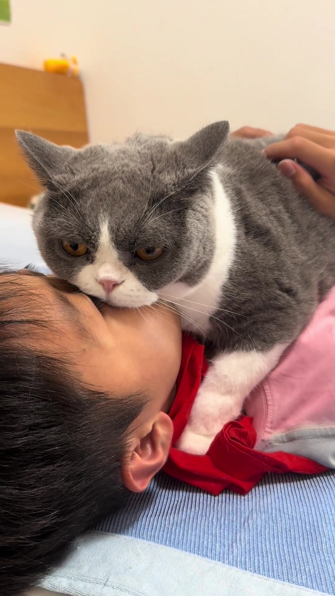 猫咪黏人天花板：趴在主人身上，谁抱都不下来