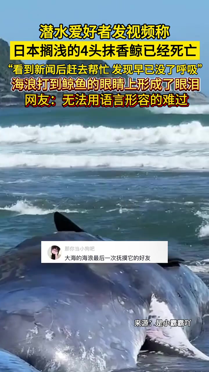 潜水爱好者发视频称,日本搁浅的4头抹香鲸已经死亡 海浪打到鲸鱼的眼睛上形成了眼泪,网友:无