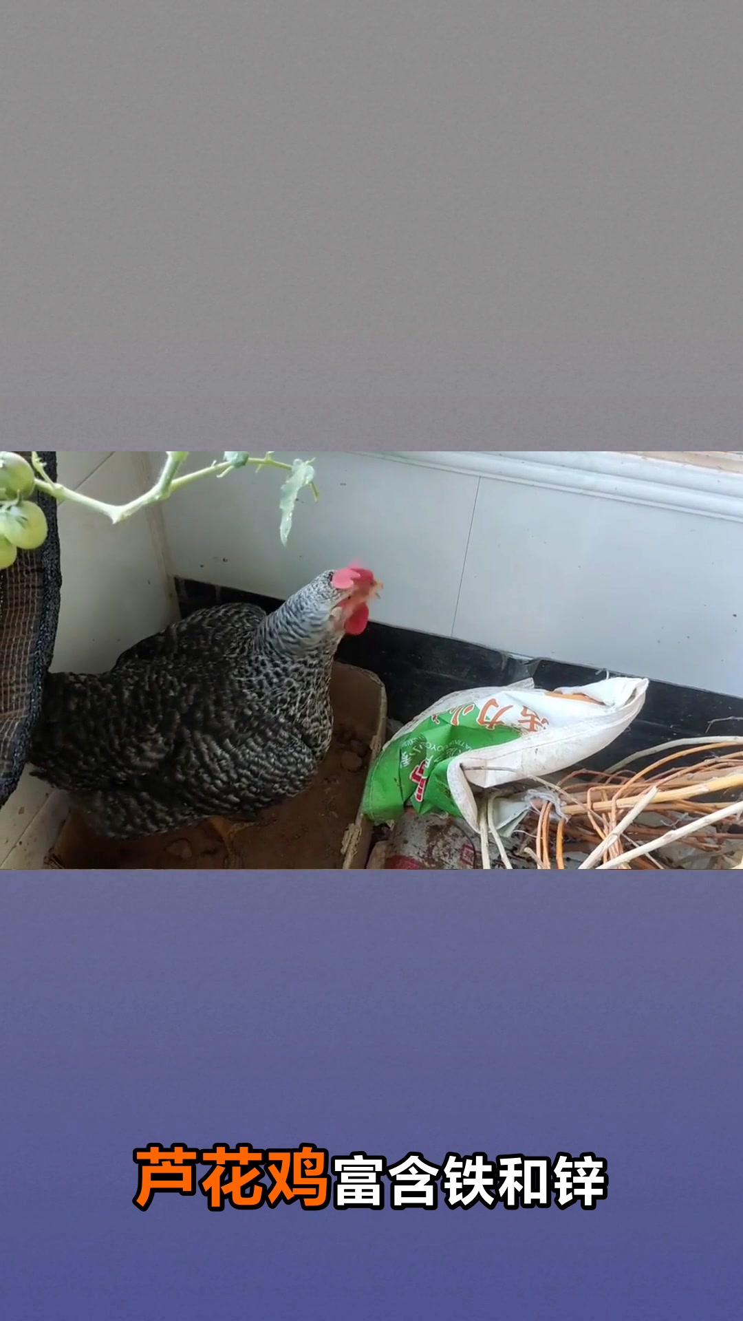 芦花鸡的营养价值与养生功效