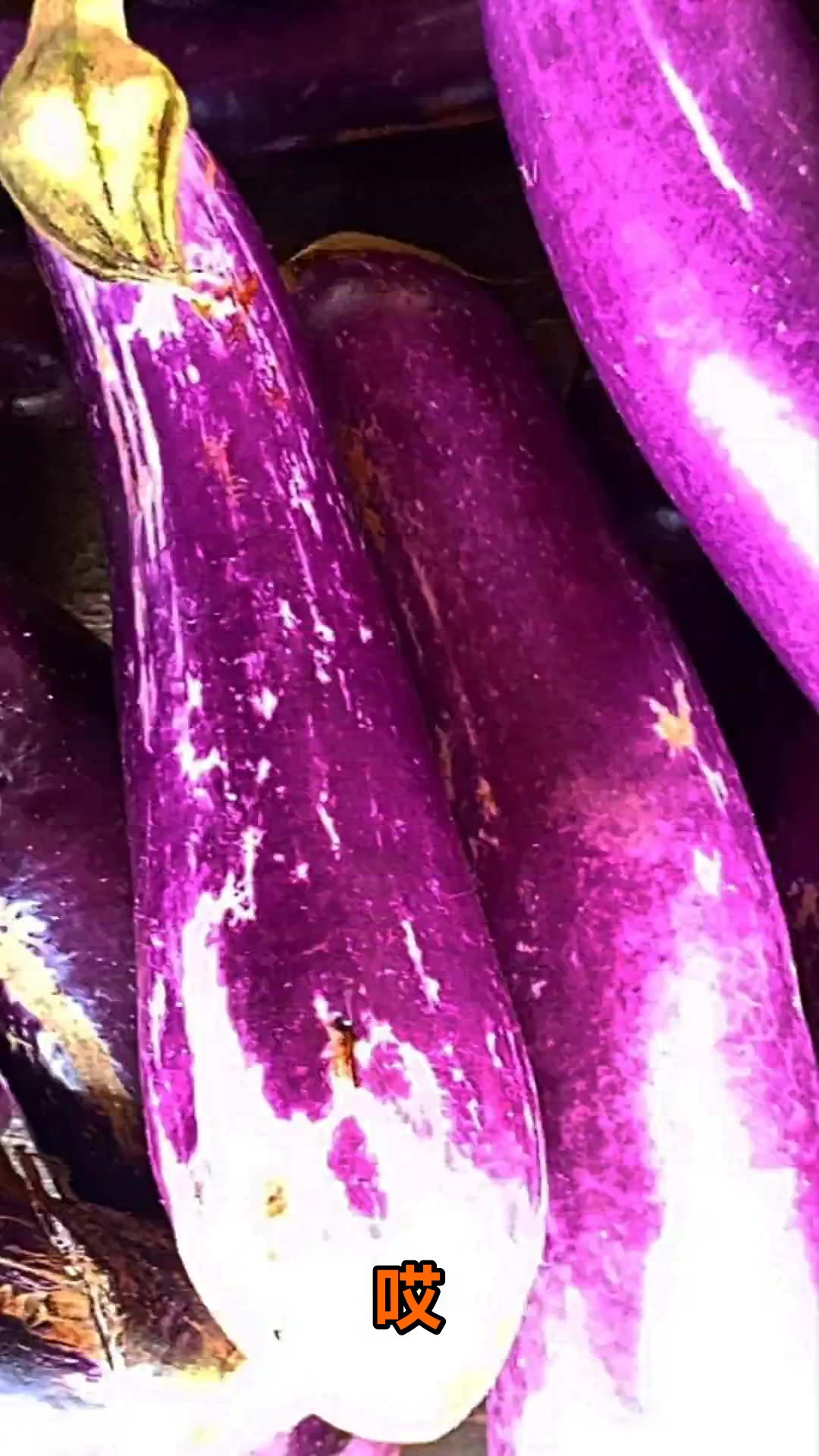 茄子到底是不是发物