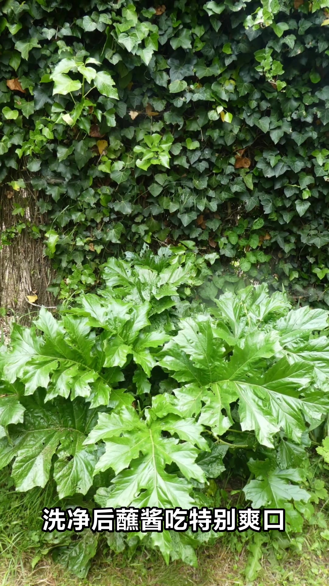 刺菜的神奇功效你了解多少