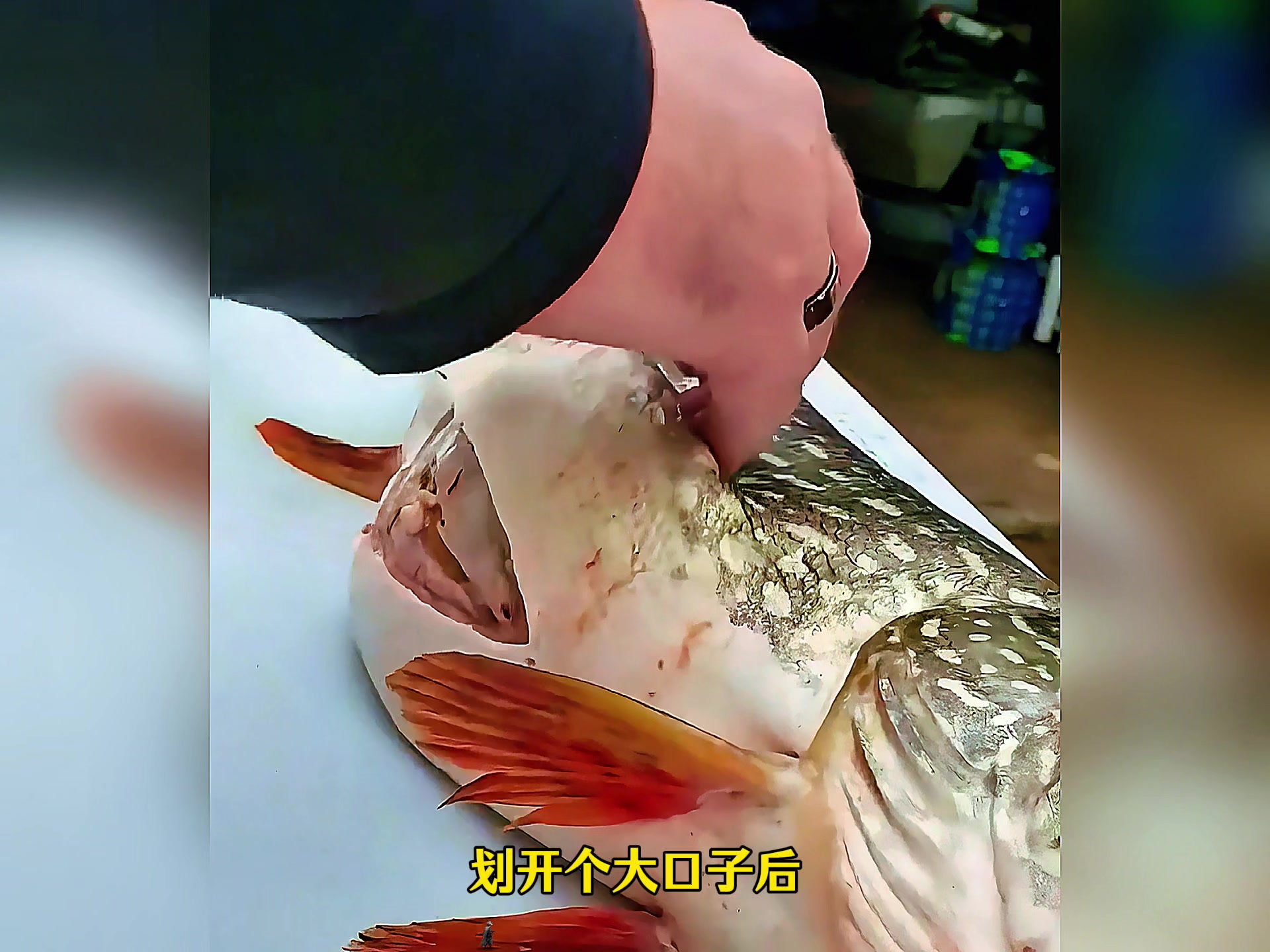 渔民钓到一条白斑狗鱼，切开一看肚子里面还有一条活鱼！