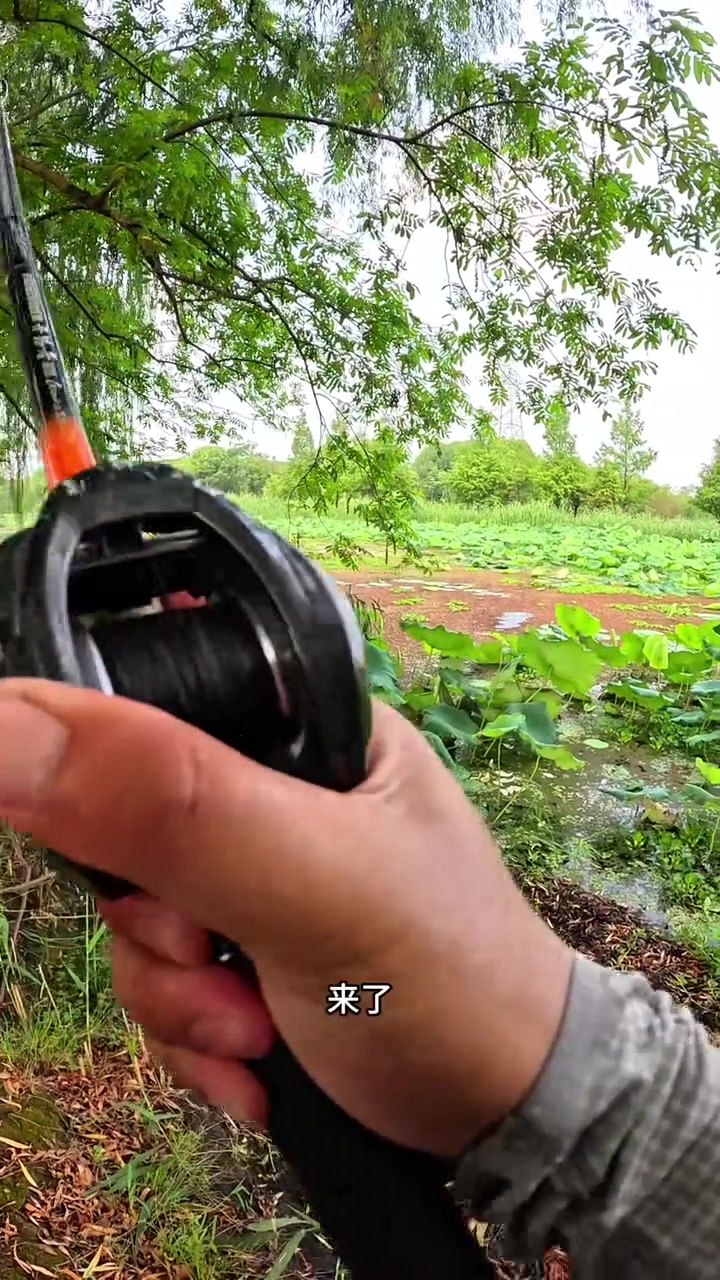 雷强，雷强结打法技巧详解