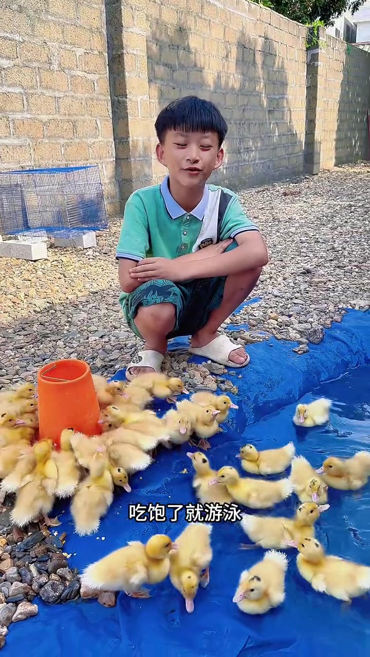 这个阶段的小鸭子不仅吃东西厉害,潜水也好猛!