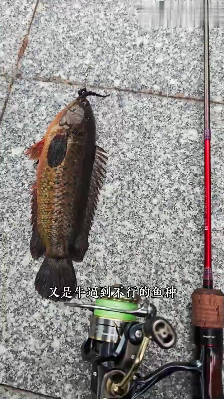 盘点广东亚马逊河解锁过的各种鱼种！每个一个都是皇者级别的