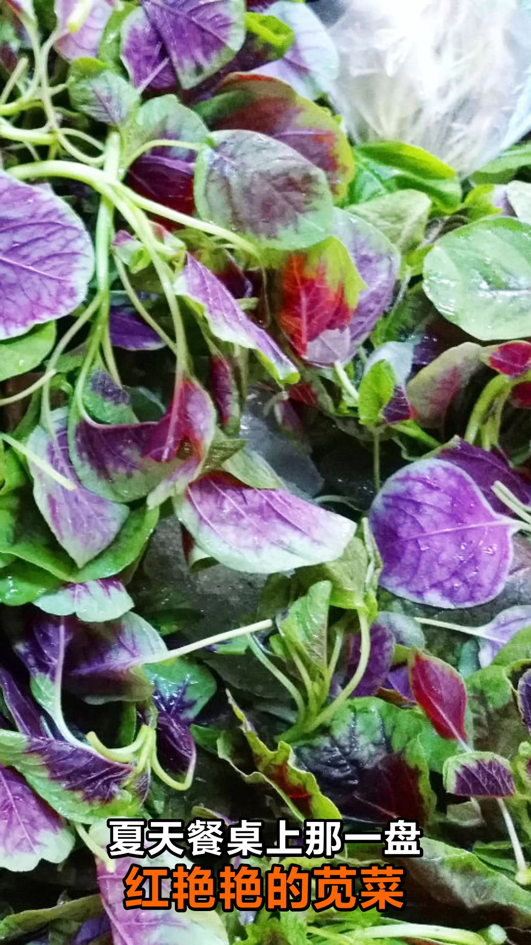 红苋菜的功效与作用禁忌你知道吗