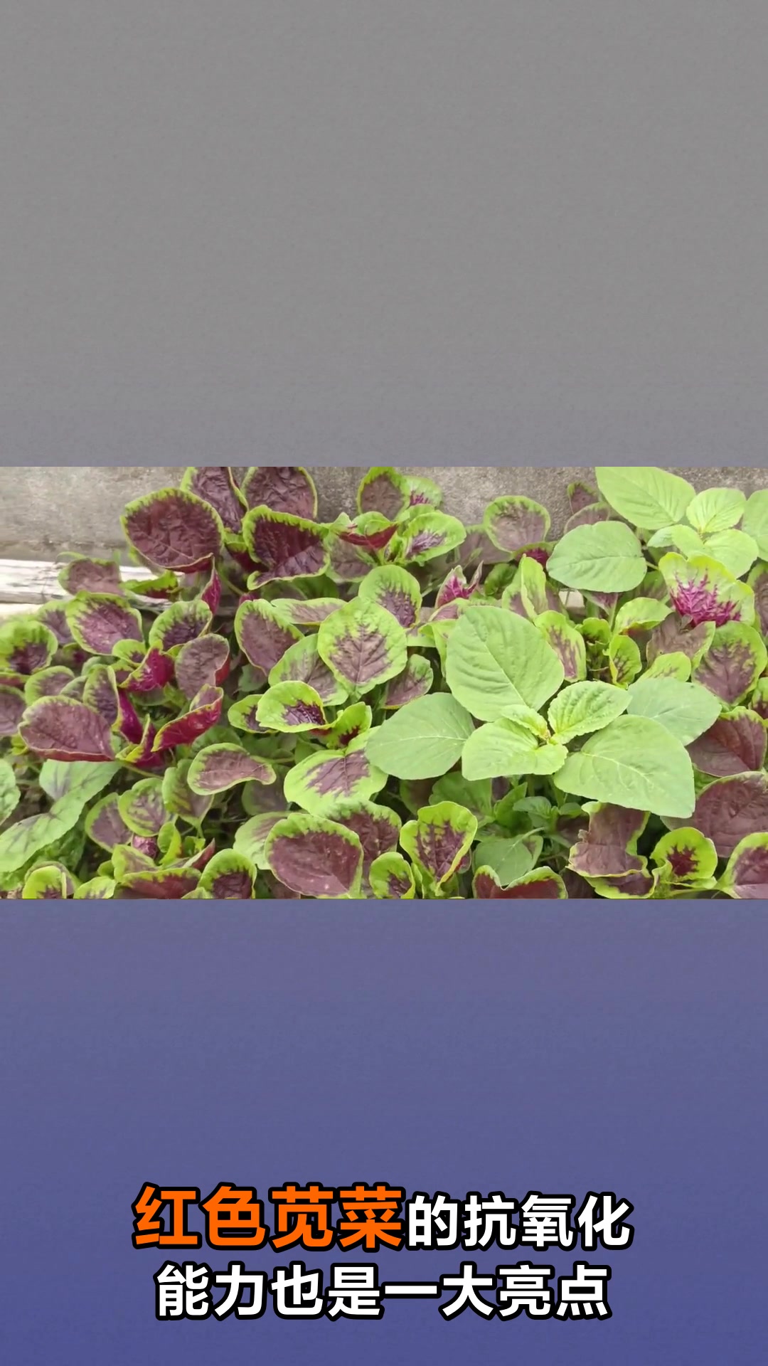 红色苋菜的神奇功效与作用