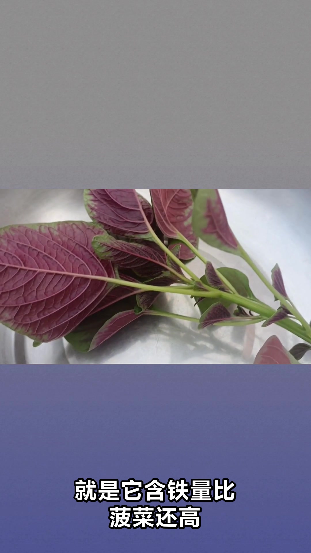 红苋菜的功效作用与食用禁忌