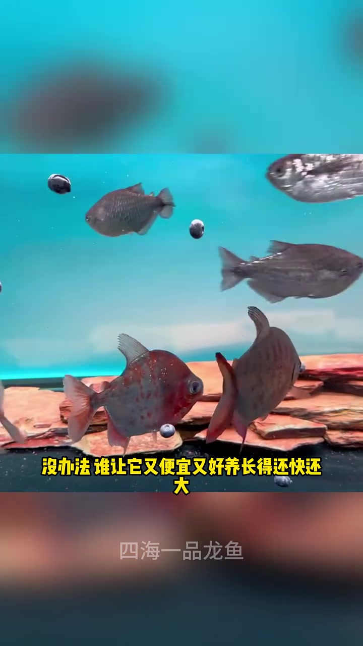 最大脂鲤排行榜 水族 观赏鱼