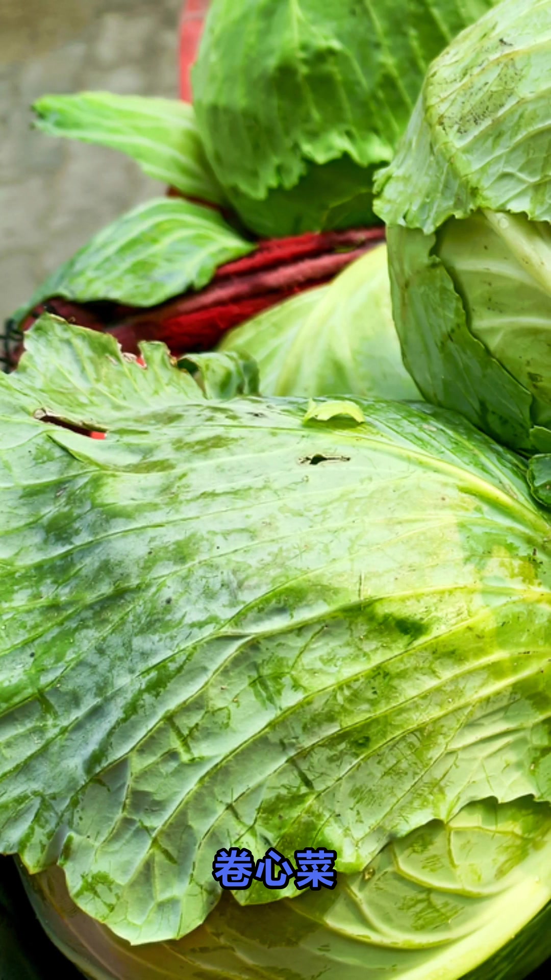 卷心菜是凉性还是热性