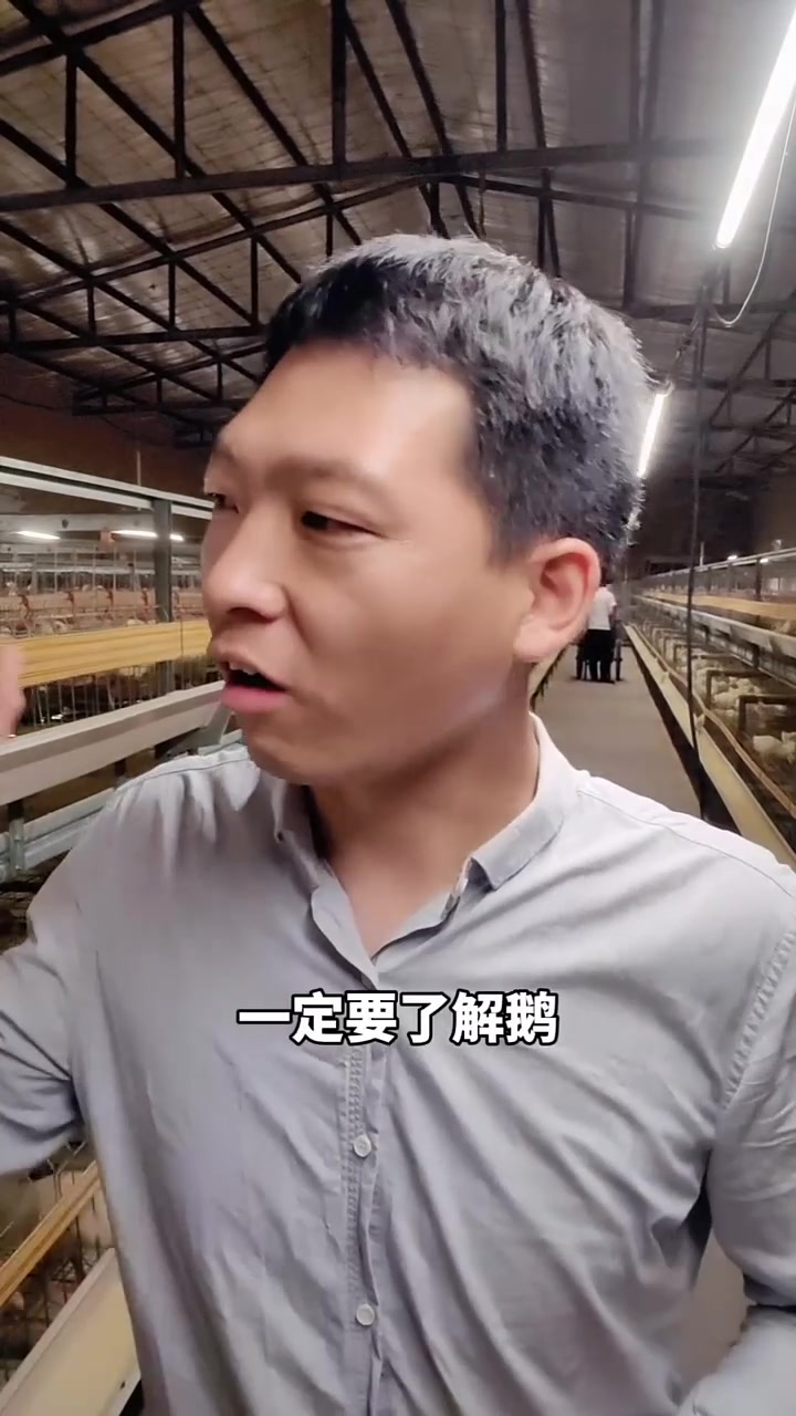 20天以前小鹅，喂料流程，多喂一点少喂一点，都不行