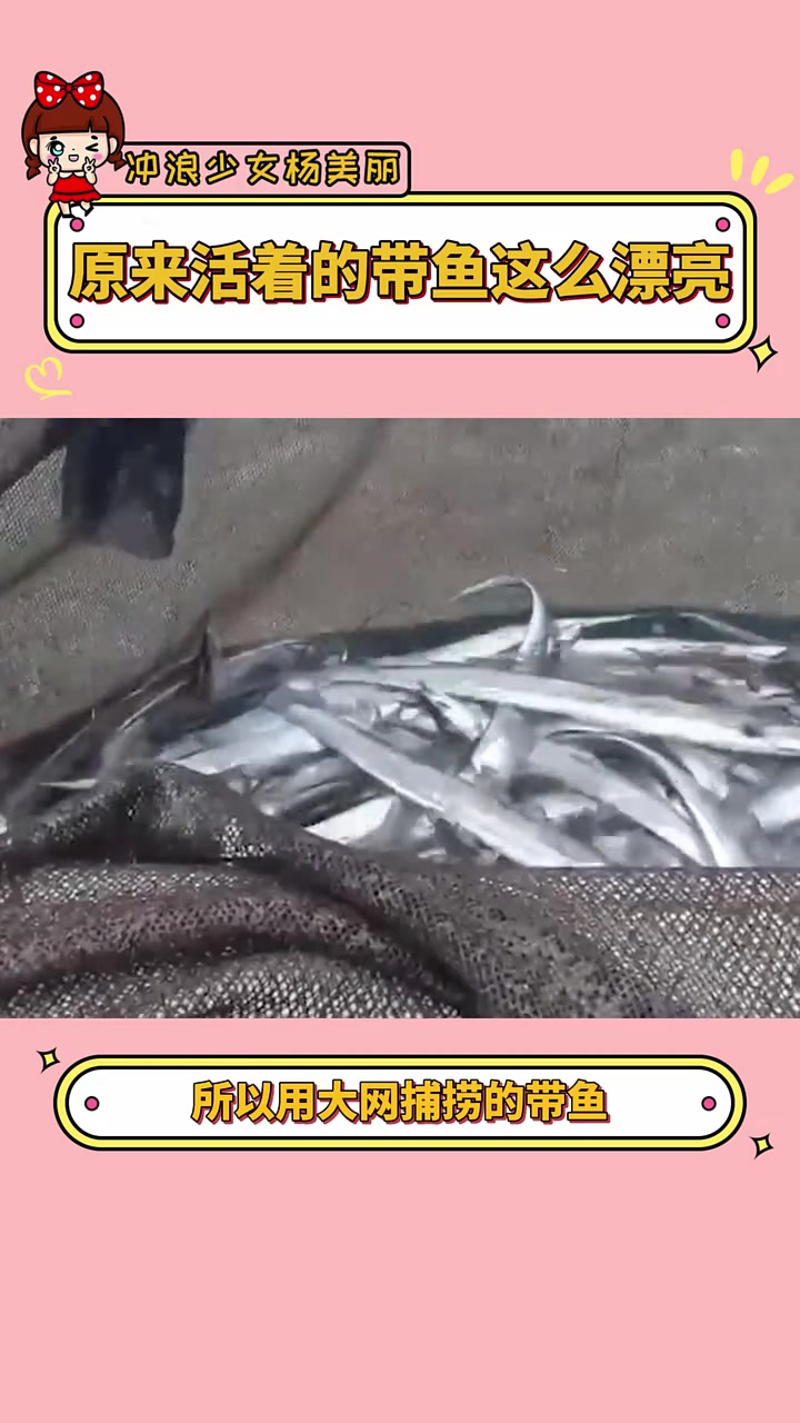 原来活着的带鱼这么漂亮 带鱼 海洋生物 冷知识