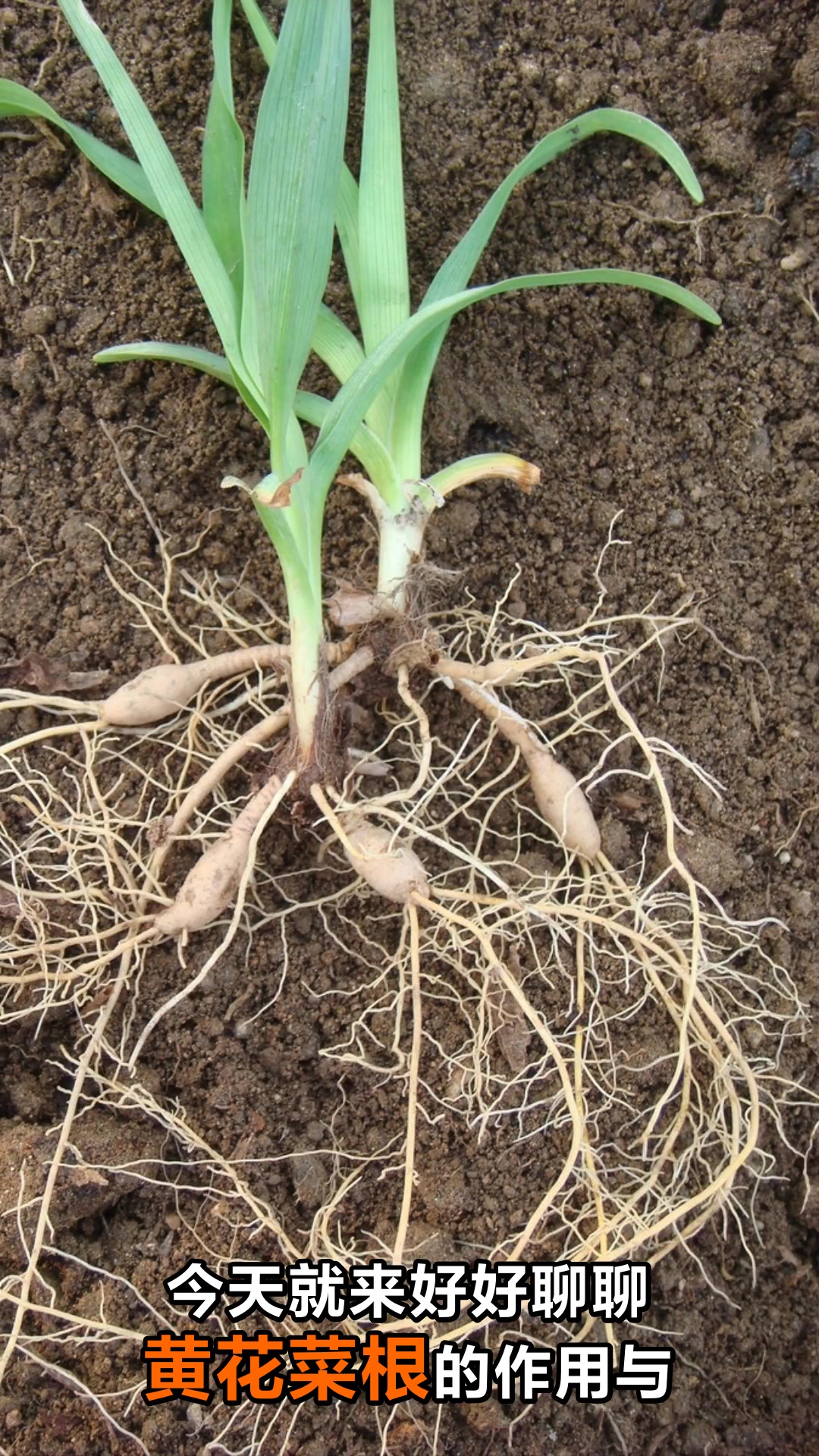 黄花菜根的神奇功效你知道吗