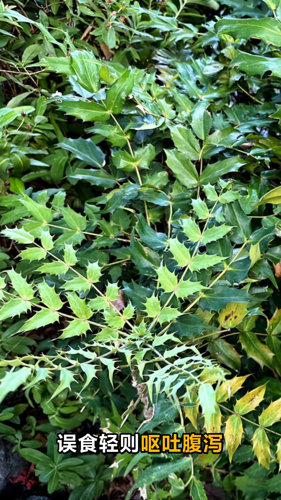 苣荬菜不能乱吃的真相