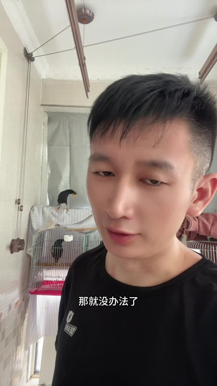 小八哥鸟喜欢啄人