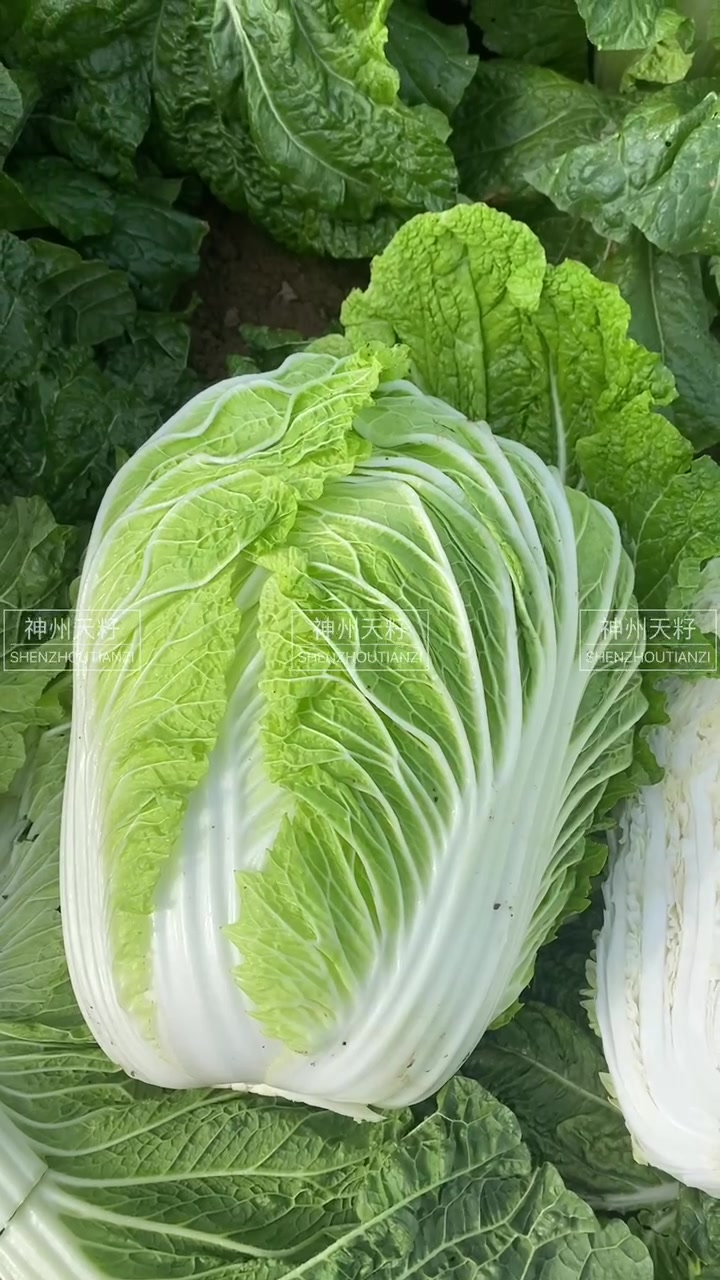 87-114胶州白菜青杂三号北京新三号