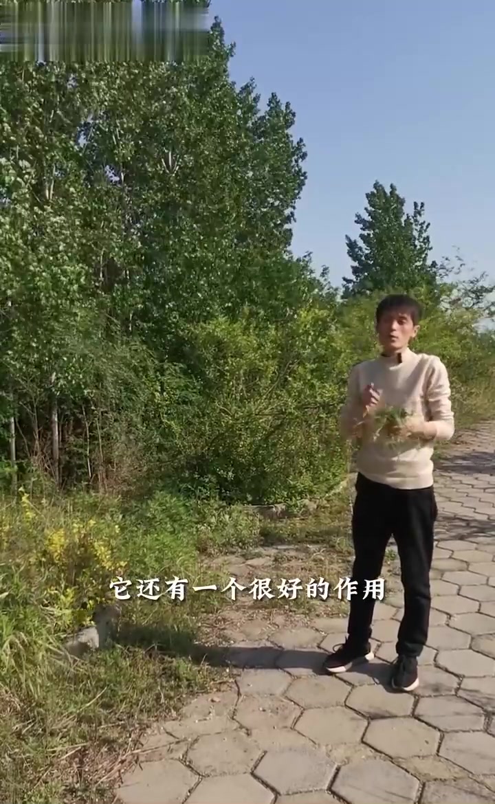 野豌豆在春天是一种非常好的野菜，对于农民也是帮助极大的植物！