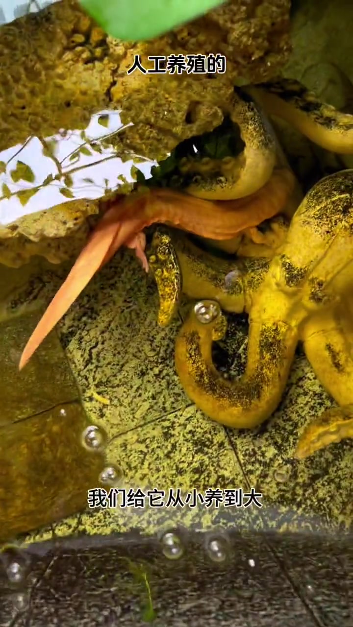 金色娃娃鱼到家.人工养殖的