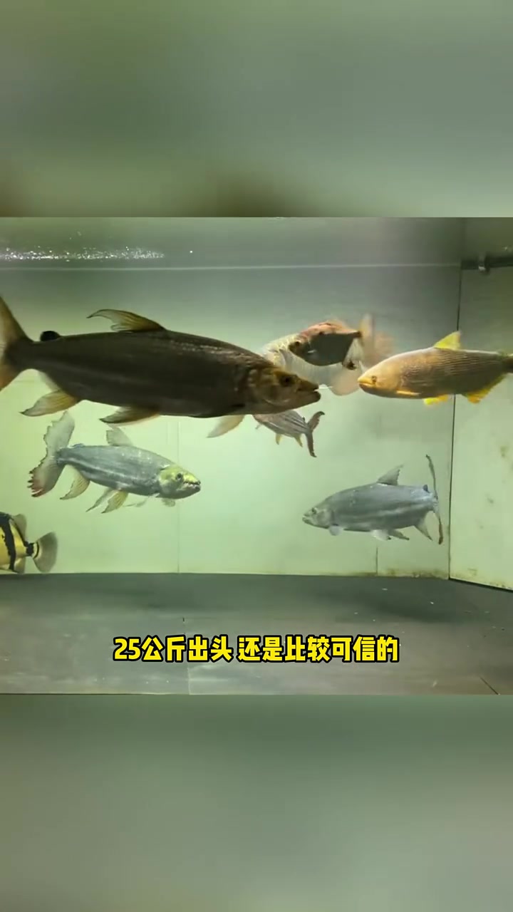 最大脂鲤排行榜 水族 观赏鱼